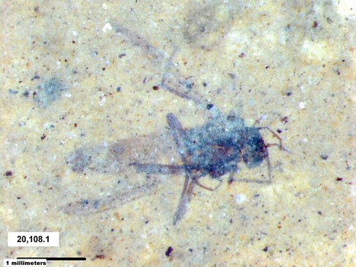 Diptera