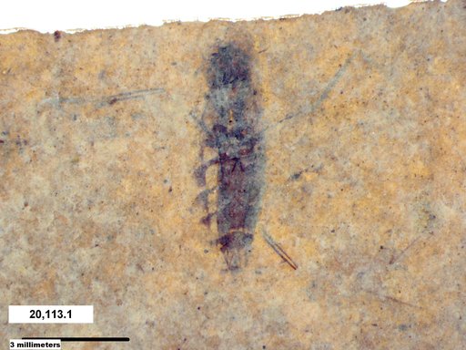 Corixidae