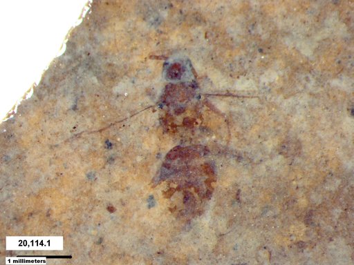 Formicidae
