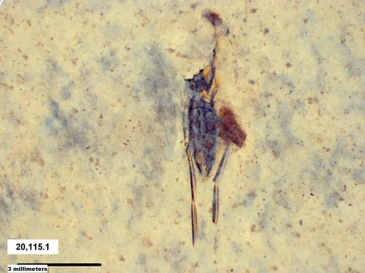 Notonectidae