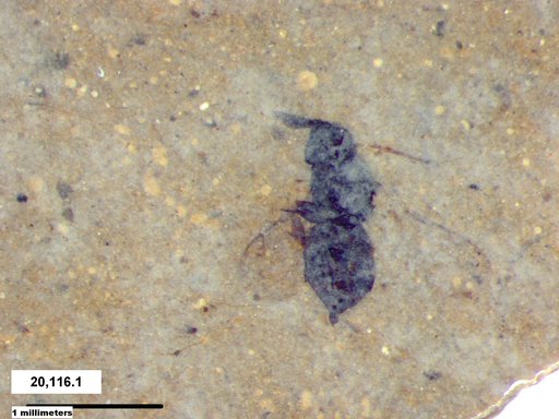 Genus sp