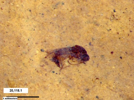 Diptera