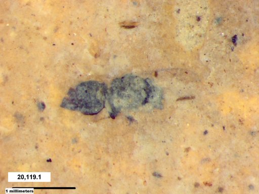 Genus sp