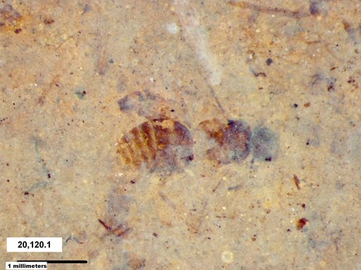 Formicidae
