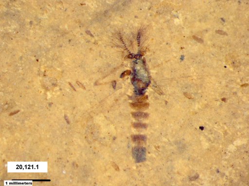 Chaoboridae