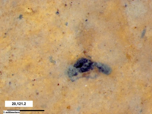 Platygastridae