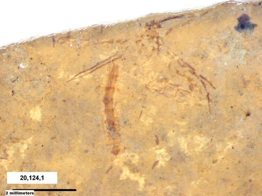 Insecta