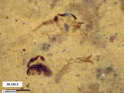 Chaoboridae