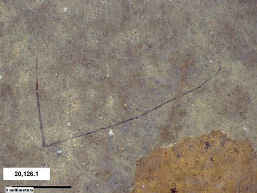 Diptera