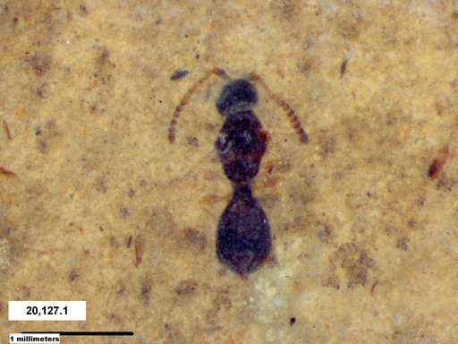 Diapriidae