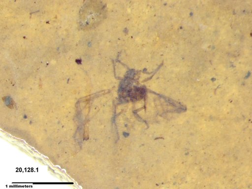 Aphididae