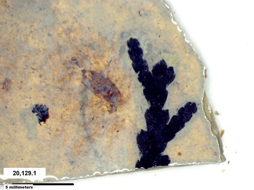 Tracheophyta