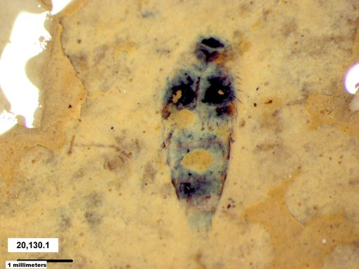 Genus sp
