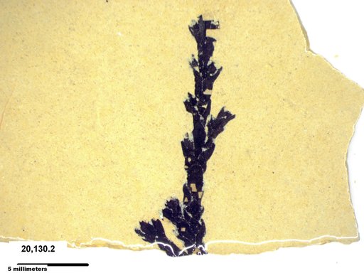 Tracheophyta