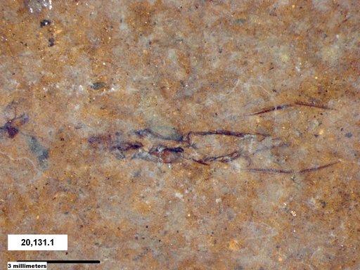 Notonectidae