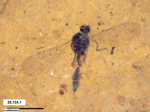 Diapriidae