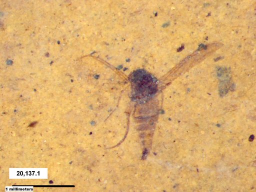 Diptera