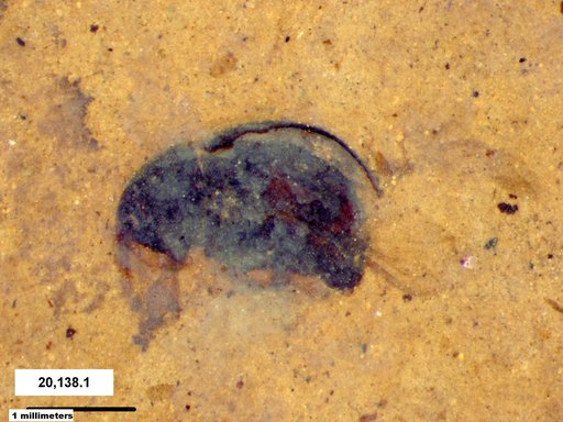 Genus sp