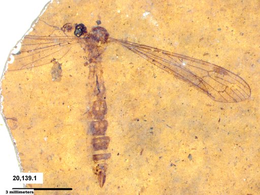 Diptera