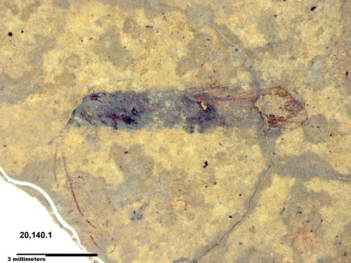 Genus sp