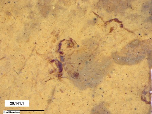 Chaoboridae
