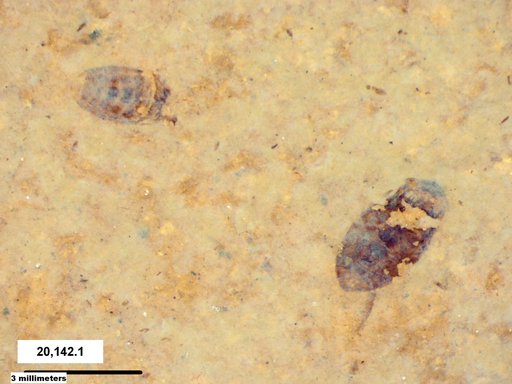 Corixidae