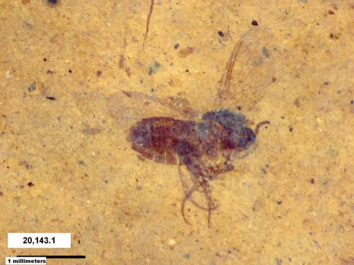 Diptera
