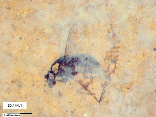 Diptera