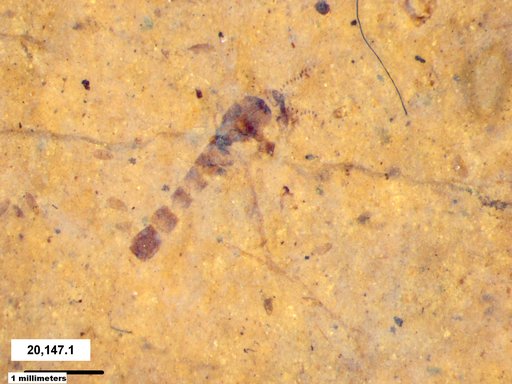 Chaoboridae