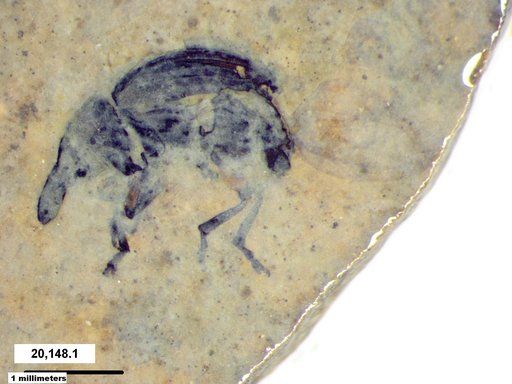 Genus sp
