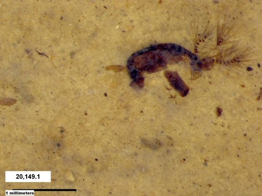 Chaoboridae