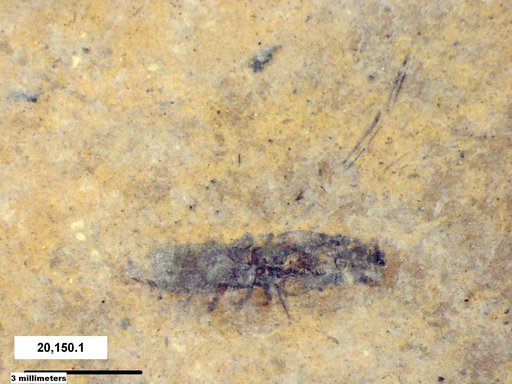 Notonectidae