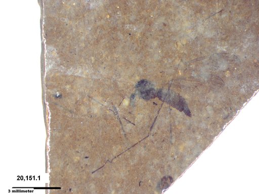 Diptera