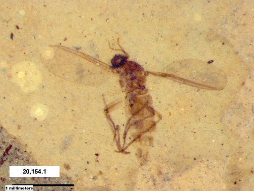 Diptera