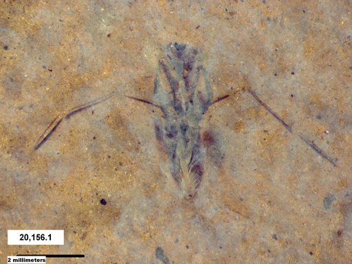 Notonectidae