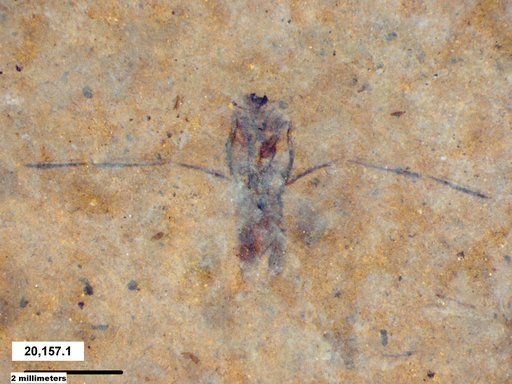 Notonectidae