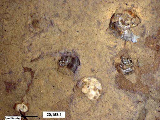 Gastropoda