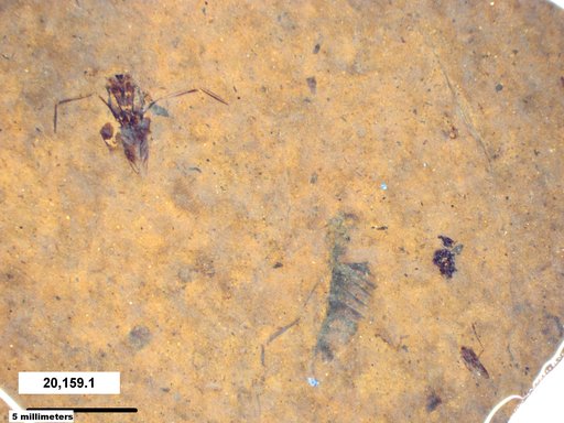 Notonectidae