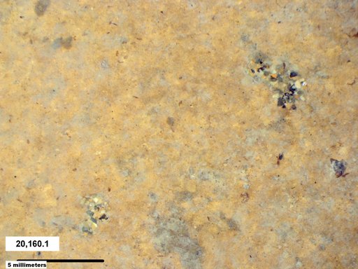 Genus sp