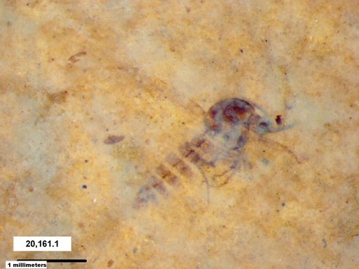 Genus sp
