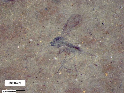 Diptera