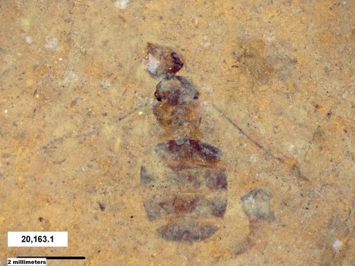 Formicidae