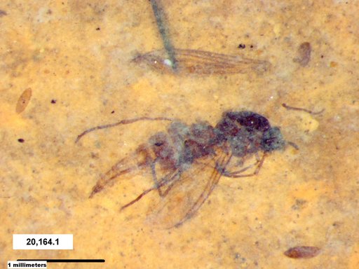 Diptera