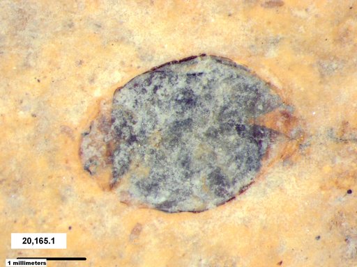 Chrysomelidae