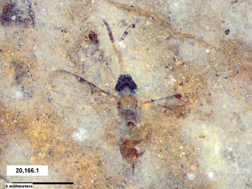Ichneumonidae