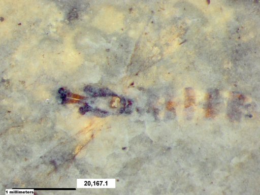 Chaoboridae