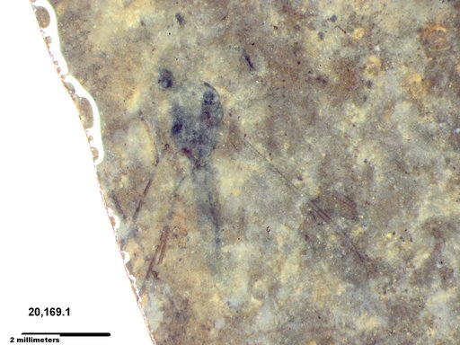 Diptera