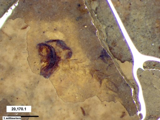 Chaoboridae