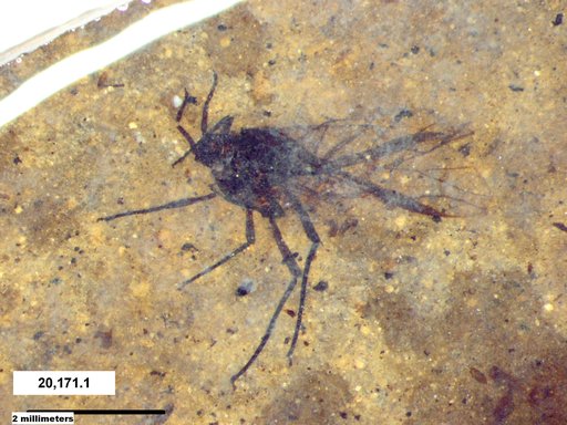 Aphididae