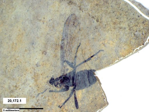 Genus sp